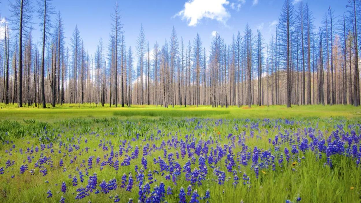 New Luxury Lake House In Pine Mountain Lake Close To Yosemite! Perfect For All Seasons! Great For Retreats, Getaways, Celebrations, And More! Groveland Ngoại thất bức ảnh